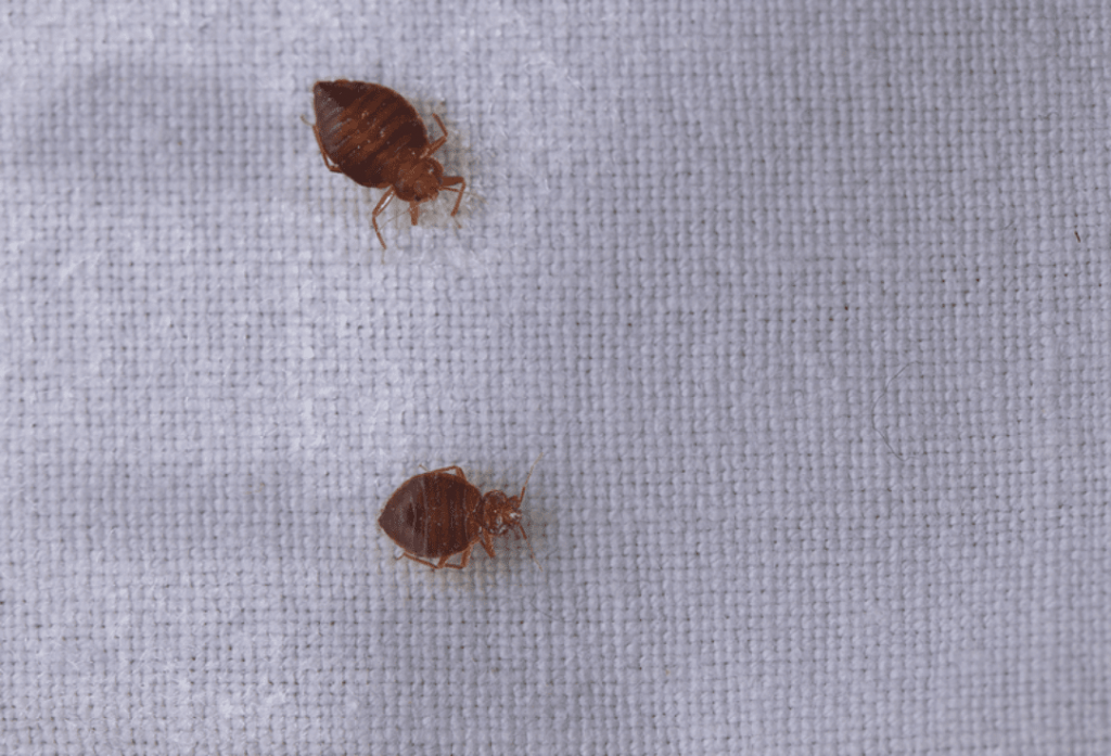 Ez Bed Bug Inspection Nyc