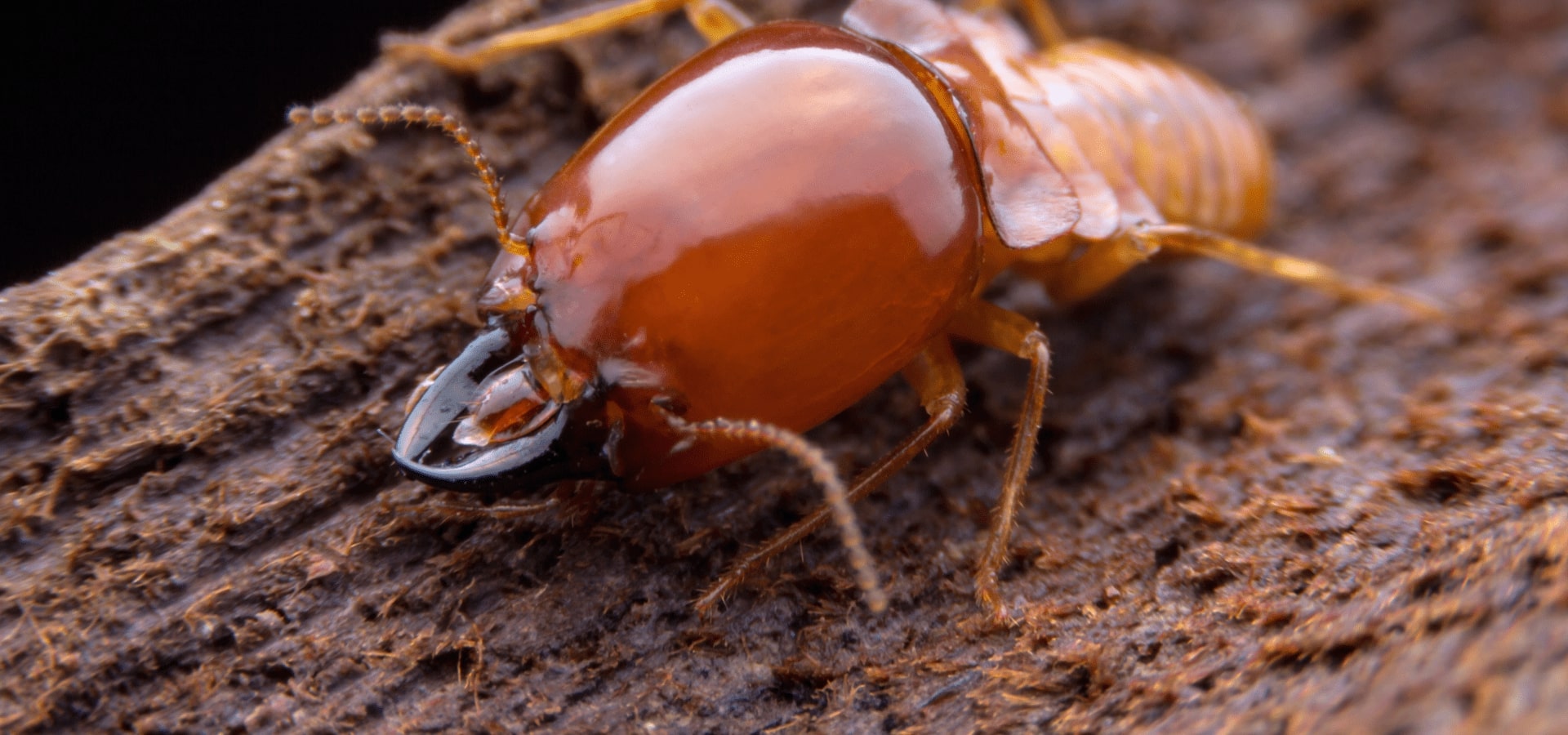 Termite Control Downingtown PA | Termite Inspector in Downingtown