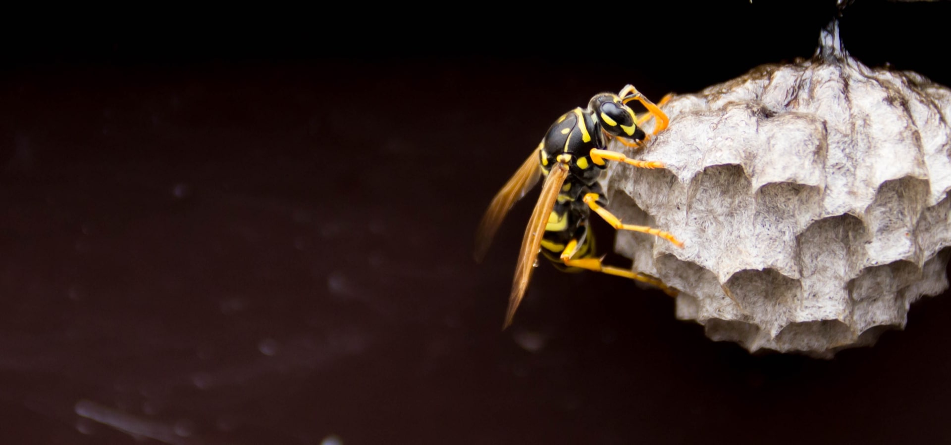 Stinging Insect Control Downingtown PA | Hornets-Yellow Jackets-Cicadas