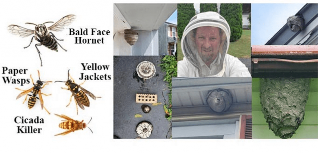 Stinging Insect Exterminators | ECPC Pest Control