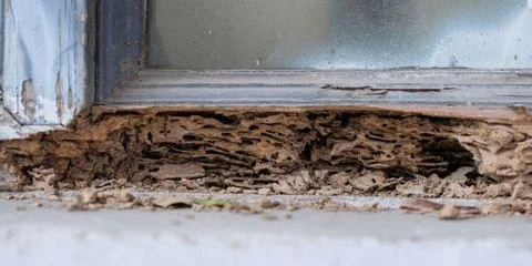 What Should I Do If I Find Out I Have Termites? | ECPC Pest Services